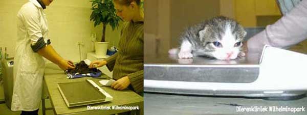 Kittens worden gewogen